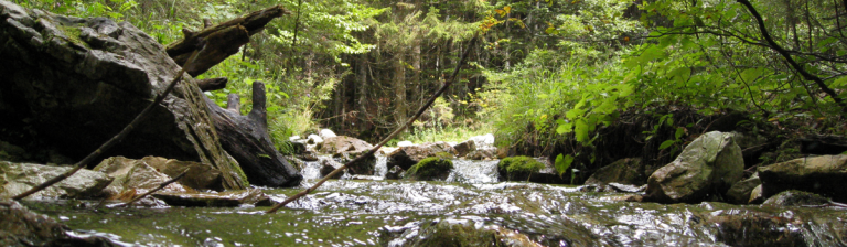 Bach im Wald